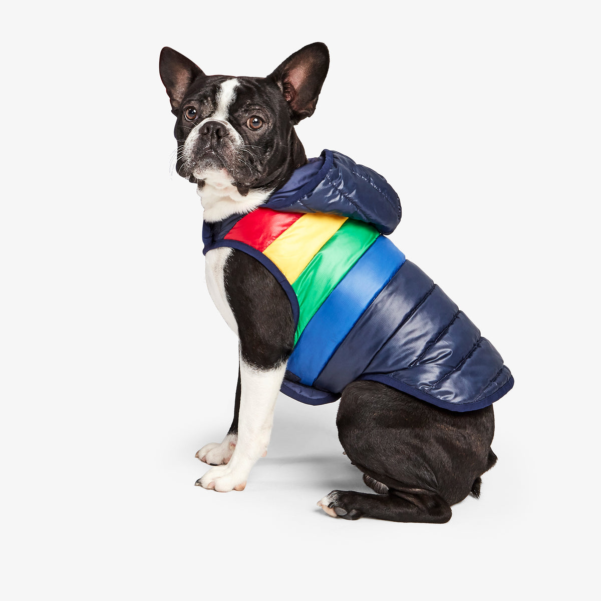 Pet puffer jacket in rainbow stripe | Primary.com